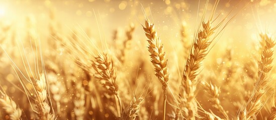 Golden wheat field under vibrant sunlight, detailed golden wheat stalks, bokeh effect, warm tones, beautiful nature scene