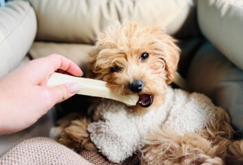 Happy Puppy Enjoying Bone on Car Bed.