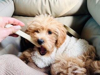 Playful Puppy Chewing Bone on Car Bed.