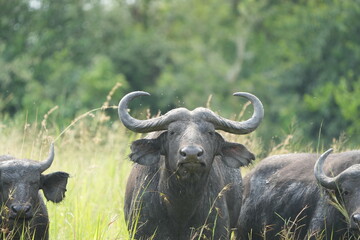 herd of buffalo posing in the queen elizabeth park uganda, ugandan wildlife safari and tourism