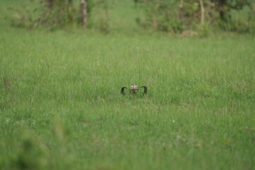 buffalo skull in the middle of the queen elizabeth national park in uganda