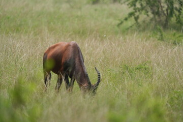 portrait of a topi, damaliscus lunatus jimela, grazing in the queen elizabeth national park uganda,