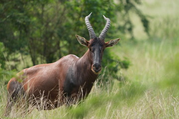 portrait of a topi, damaliscus lunatus jimela, in the queen elizabeth national park uganda, staring directly into the camera - direct eye contact