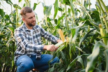 A young agronomist inspects the quality of the corn crop on agricultural land. Farmer in a corn...