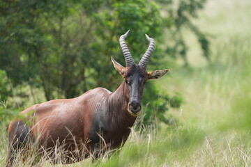 portrait of a topi, damaliscus lunatus jimela, in the queen elizabeth national park uganda, staring directly into the camera - direct eye contact