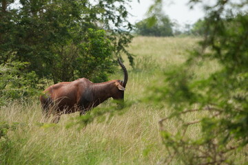 portrait of a topi, damaliscus lunatus jimela, grazing in the queen elizabeth national park uganda,