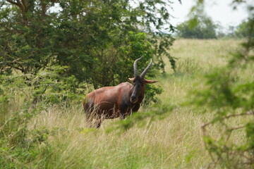 portrait of a topi, damaliscus lunatus jimela, grazing in the queen elizabeth national park uganda,
