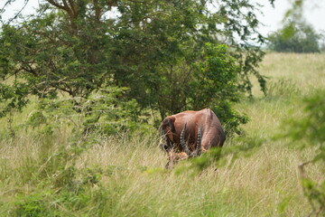 portrait of a topi, damaliscus lunatus jimela, grazing in the queen elizabeth national park uganda,