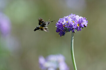 Humming-bird moth on the Primula denticulata