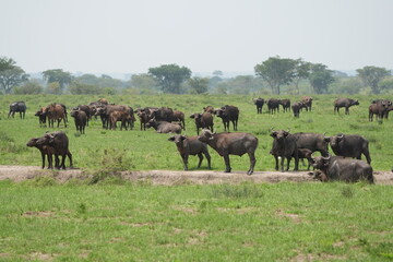 Obraz premium herd of buffalo posing in the queen elizabeth park uganda, ugandan wildlife safari and tourism