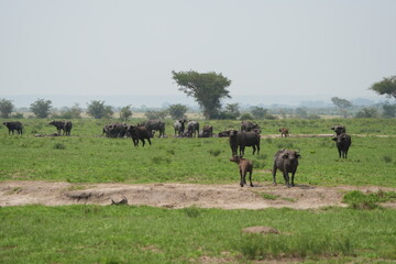 herd of buffalo posing in the queen elizabeth park uganda, ugandan wildlife safari and tourism