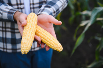 A young agronomist inspects the quality of the corn crop on agricultural land. Farmer in a corn...