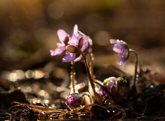 Wiosenne kwiaty Przylaszczki pospolitej w lesie. © mycatherina