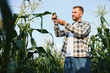 A young agronomist inspects the quality of the corn crop on agricultural land. Farmer in a corn...