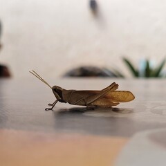 grasshopper on the ground