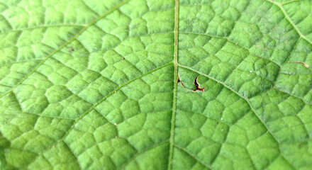 Green leaf macro close-up. Natural background with copy space.