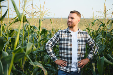 A man inspects a corn field and looks for pests. Successful farmer and agro business
