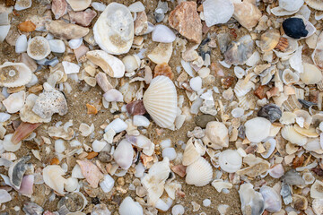 Fototapeta premium A beach scene with a lot of shells and rocks