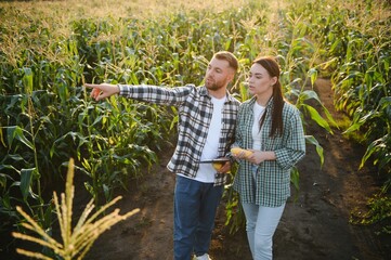 Family agricultural occupation. Man and woman are cultivating corn. They are satisfied with good...