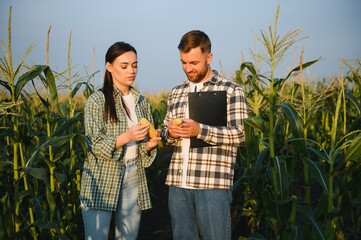 irrigation corn. two farmers work in field with corn. agriculture irrigation concept. farmers a man...
