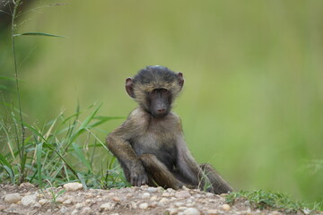 portrait of a baby baboon in the ishasha sector, queen Elizabeth national park, uganda, safari tourism