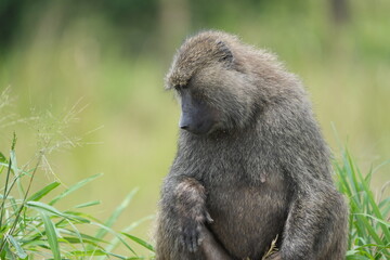portrait of a baboon in the ishasha sector of queen Elizabeth national park uganda, wildlife safari
