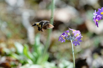Humming-bird moth on the Primula denticulata