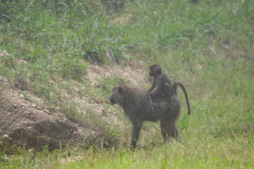 baby baboon riding on its mother's back around lake mutanda uganda