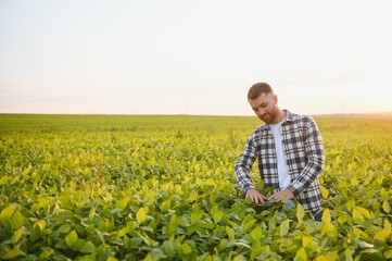 Fototapeta premium Farmer standing in soybean field at sunset