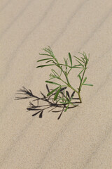 Honey mesquite seedling on a sand dune at Monahans Sandhills State Park in Texas