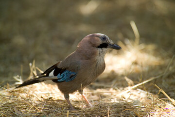 GHIANDAIA JAY (Garrulus glandarius) Monte Ortobene, Nuoro, Sardinia, Italy.