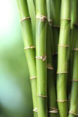 Decorative bamboo stems on blurred green background, closeup