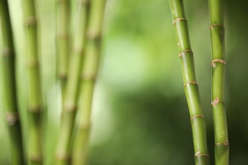 Fototapeta premium Green bamboo stems on blurred background, closeup. Space for text