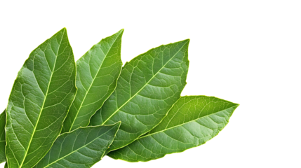 Isolated, fresh green leaves on transparent background. With space for text. PNG