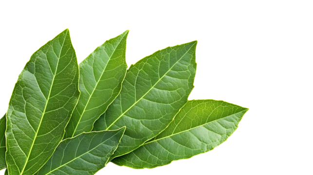 Isolated, fresh green leaves on transparent background. With space for text. PNG