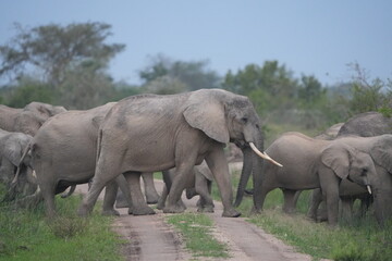 Fototapeta premium herd of elephants crossing the road in ishasha sector, queen elizabeth national park, uganda