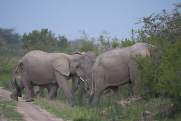 Obraz premium herd of elephants crossing the road in ishasha sector, queen elizabeth national park, uganda