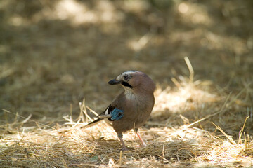 GHIANDAIA JAY (Garrulus glandarius) Monte Ortobene, Nuoro, Sardinia, Italy.