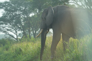side portrait of an african elephant in tanzania