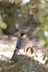 GHIANDAIA JAY (Garrulus glandarius) Monte Ortobene, Nuoro, Sardinia, Italy.