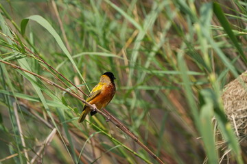 portrait of a weaver bird in uganda, lake mutanda, 