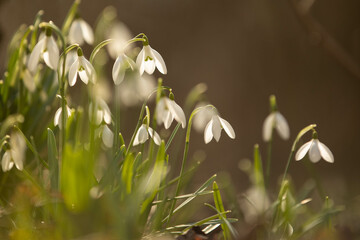 snowdrops - Schneeglöckchen