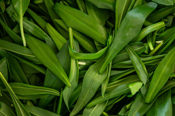 Bärlauch - wild garlic