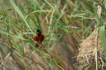 portrait of a weaver bird in uganda, lake mutanda, 
