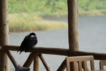portrait of a pied crow (Corvus albus) around lake mutanda uganda, shown from the back sitting on a fence