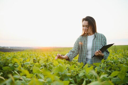 Caucasian female farm worker inspecting soy at field summer evening time