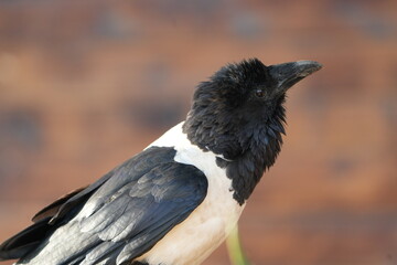 portrait of a pied crow (Corvus albus) around lake mutanda uganda