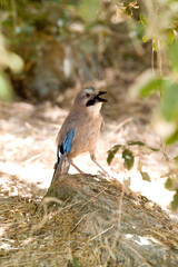 GHIANDAIA JAY (Garrulus glandarius) Monte Ortobene, Nuoro, Sardinia, Italy.