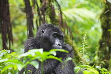 Obraz premium portrait of a mountain gorilla female in bwindi impenetrable forest uganda, tourism, great apes