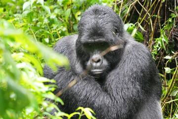 close up of a silverback gorilla (silver back) in the bwindi impenetrable forest in uganda, eco tourism, close up portrait of an alpha gorilla